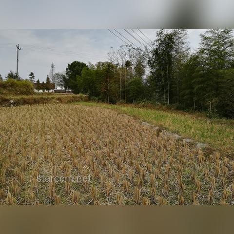 老牛会武功引发家庭安全危机案例研究